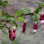 Ribes roezlii Habit