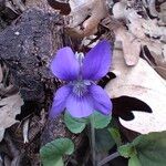 Viola riviniana Flor