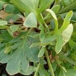 Papaver croceum Blad