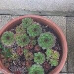 Sempervivum tectorumList