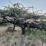 Acacia nilotica Habitus