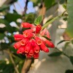 Cestrum elegansBloem