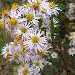 Symphyotrichum lanceolatum Кветка