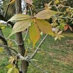 Aesculus glabra Leht