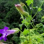 Maurandya scandens 花