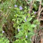 Trichostema dichotomum Flor