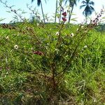 Hibiscus sabdariffa 整株植物