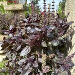 Ocimum kilimandscharicum Leaf