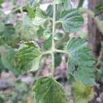 Solanum pimpinellifolium Blad