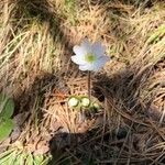 Anemone hepaticaFloro