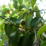 Agarista salicifolia Плод