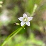 Wahlenbergia linarioides Floare