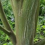 Acer davidii Bark