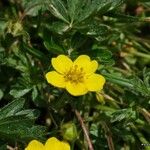 Potentilla puberula Fula