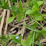 Myosotis arvensis Écorce