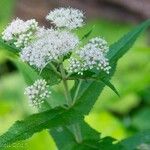 Eupatorium perfoliatum Blüte