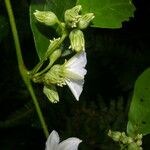 Lycianthes pauciflora Flor