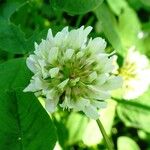 Trifolium repens Květ