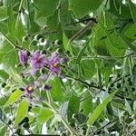 Solanum dulcamara其他