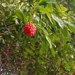 Brownea grandiceps Fruit