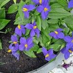 Exacum trinervium Blüte