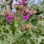 Salvia canariensis Blüte