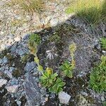Veronica bellidioides Fula