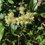 Clematis vitalba花