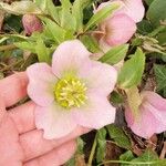 Helleborus nigerFlor