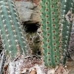 Weberbauerocereus weberbaueri 葉
