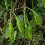 Psiguria triphylla Leaf