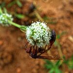 Spermacoce verticillata फूल