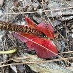 Haemanthus coccineus 整株植物