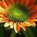 Echinacea purpurea অন্যান্য