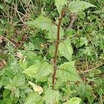 Lapsana communis Leaf