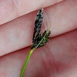 Carex montana Floare