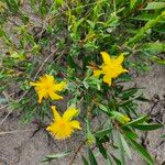 Hypericum kalmianum Flor