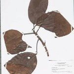Dodecastigma uleanum List