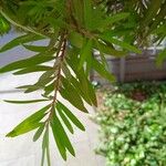 Melaleuca viminalis Leaf