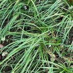 Liriope spicata Leaf