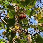 Crataegus punctata Fruto