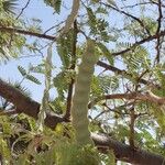 Vachellia niloticaBlad