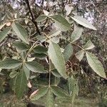 Fraxinus angustifolia Leaf