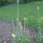 Digitalis ferruginea Habitus