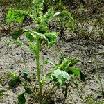 Amaranthus retroflexus Habitus