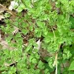 Thalictrum minus Feuille