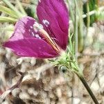 Roemeria hybrida Λουλούδι