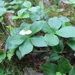 Cornus canadensisKukka