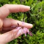 Lychnis flos-cuculi Çiçek