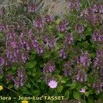 Stachys marrubiifolia Vivejo